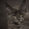Марина Соколова