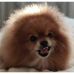 Шпиц Померанский