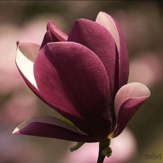 Наталья Каленич