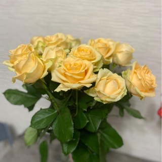 Анастасия Игнашова