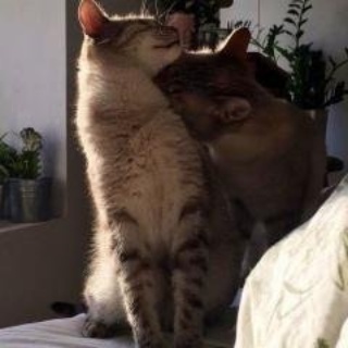 Кели Хихик
