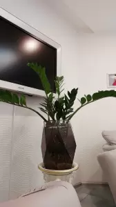 Фотография Нисо 4